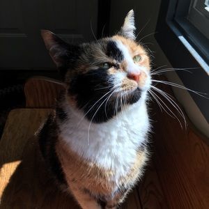 Meet your Posher, Amy